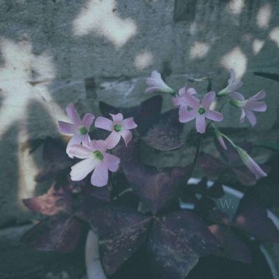 澳门正版资料大全